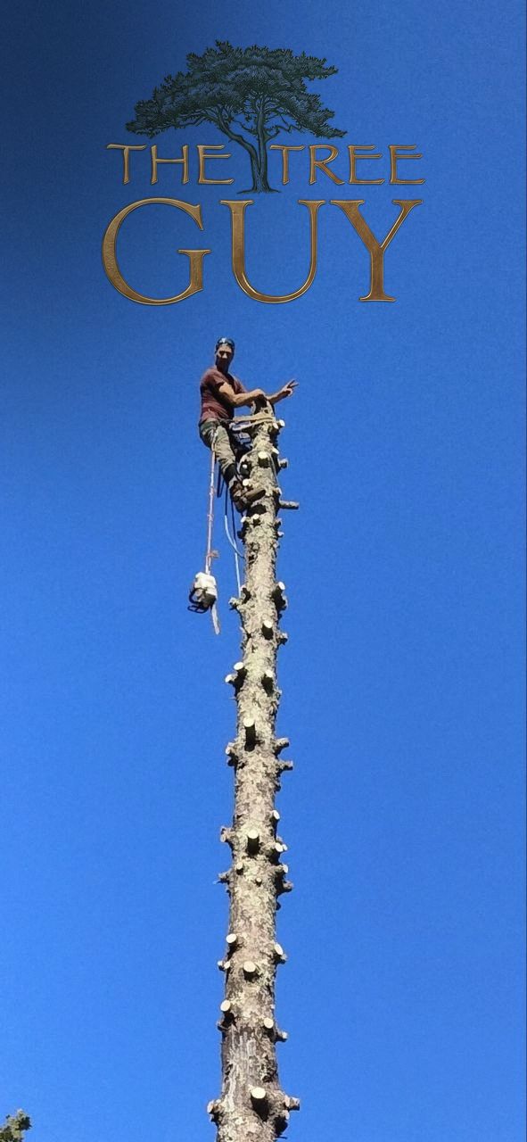 Wes at the very top of a fully stripped trunk, roped in with one arm out, his chainsaw hanging on a line below him, deep blue sky all around.