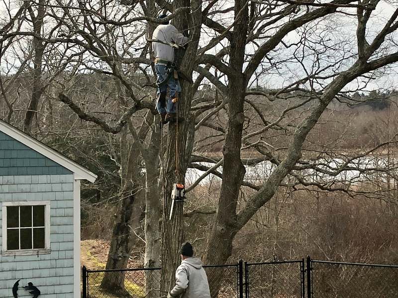 A bare oak leaning over a chain-link fence. Wes is roped in near the top, a helper watches from the ground, and a blue shed sits close on the left.