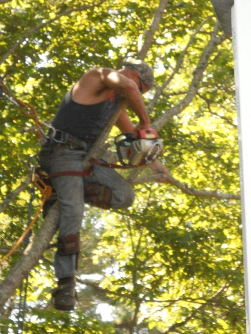 Wes mid-canopy running a chainsaw one-handed. Harness, carabiners, chaps and boots, backlit green leaves behind him.